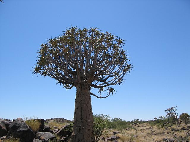 Namibia_2007_033_cpt_20070319_06.jpg - Quiver Tree Forest (Köcherbaum)