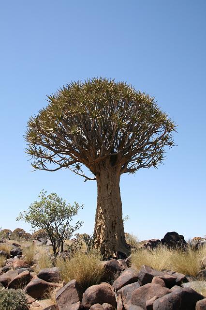 Namibia_2007_034_slr_20070319_05.jpg - Quiver Tree Forest (Köcherbaum)