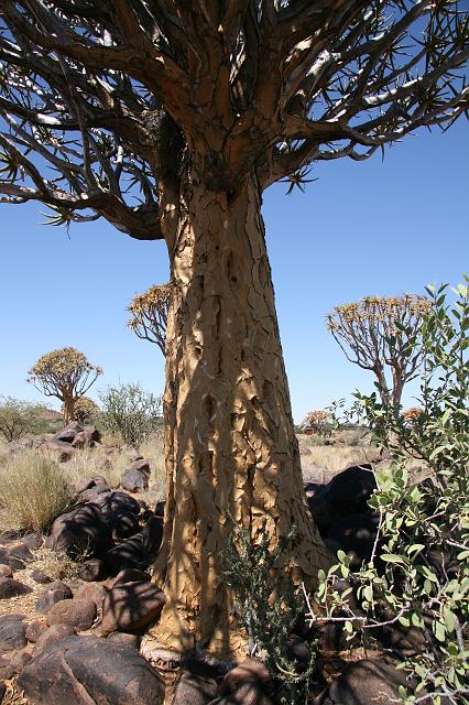 Namibia_2007_035_slr_20070319_06.jpg - Quiver Tree Forest (Köcherbaum)