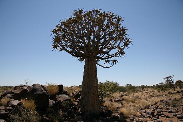 Namibia_2007_039_slr_20070319_10.jpg - Quiver Tree Forest (Köcherbaum)