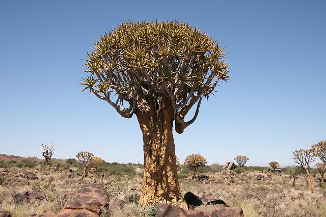 Namibia_2007_040_slr_20070319_11.jpg - Quiver Tree Forest (Köcherbaum)