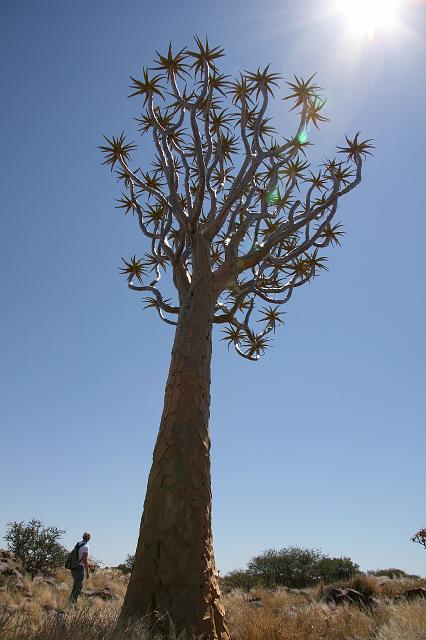 Namibia_2007_041_slr_20070319_12.jpg - Quiver Tree Forest (Köcherbaum)