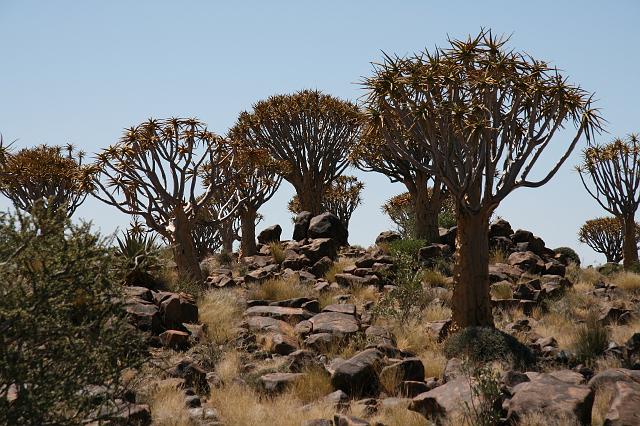 Namibia_2007_043_slr_20070319_14.jpg - Quiver Tree Forest (Köcherbaum)