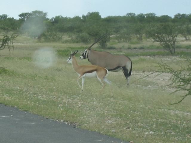 Namibia_2007_353_cpt_20070328_06.jpg - Etosha Park Springbock und Oryx
