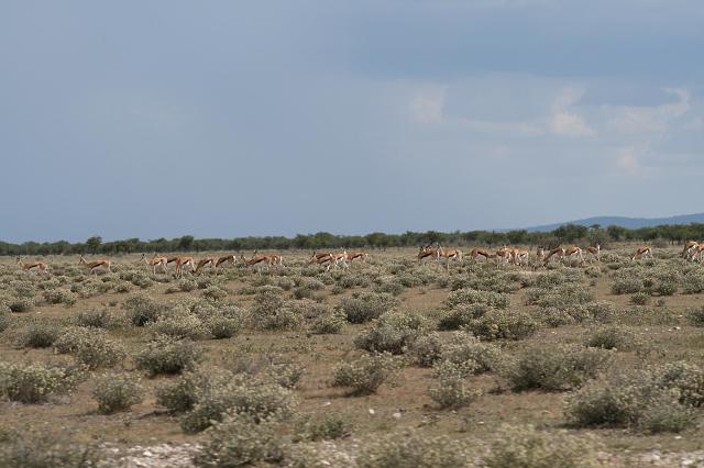 Namibia_2007_356_slr_20070328_13.jpg - Etosha Park Springbock Herde