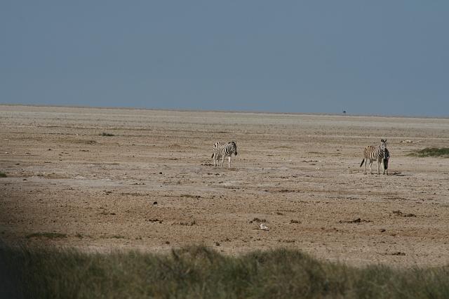 Namibia_2007_357_slr_20070328_14.jpg - Etosha Park Zebra