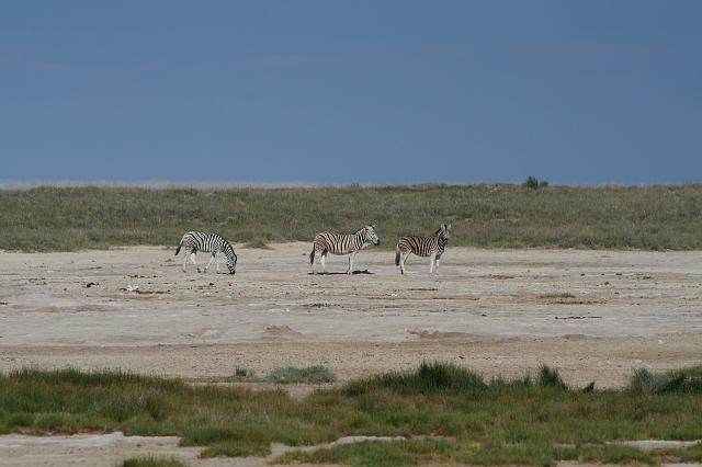 Namibia_2007_359_slr_20070328_16.jpg - Etosha Park Zebra
