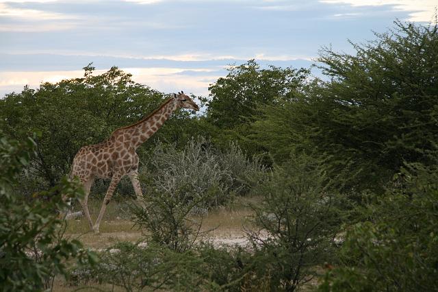 Namibia_2007_378_slr_20070328_35.jpg - Etosha Park Giraffe