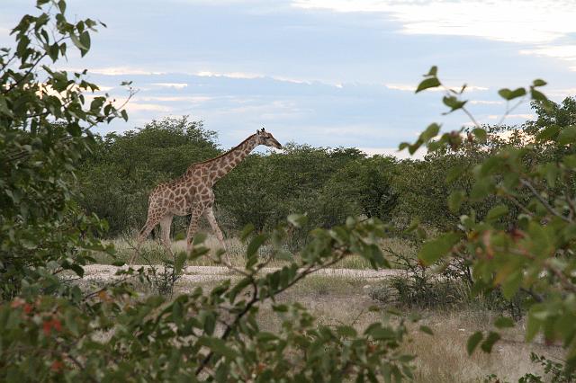 Namibia_2007_380_slr_20070328_37.jpg - Etosha Park Giraffe