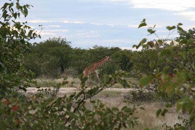 Namibia_2007_381_slr_20070328_38.jpg - Etosha Park Giraffe