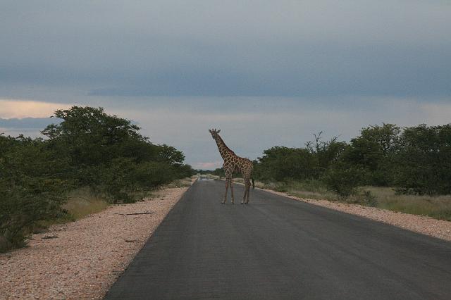 Namibia_2007_384_slr_20070328_41.jpg - Etosha Park Giraffe