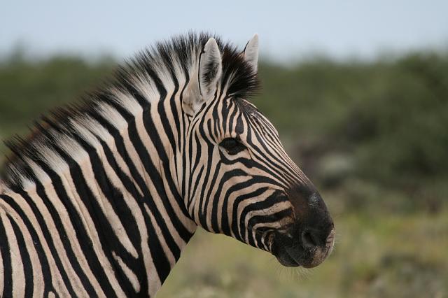 Namibia_2007_389_slr_20070329_05.jpg - Etosha Park Zebra