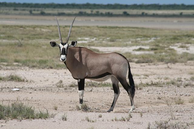 Namibia_2007_440_slr_20070329_56.jpg - Etosha Park Oryx