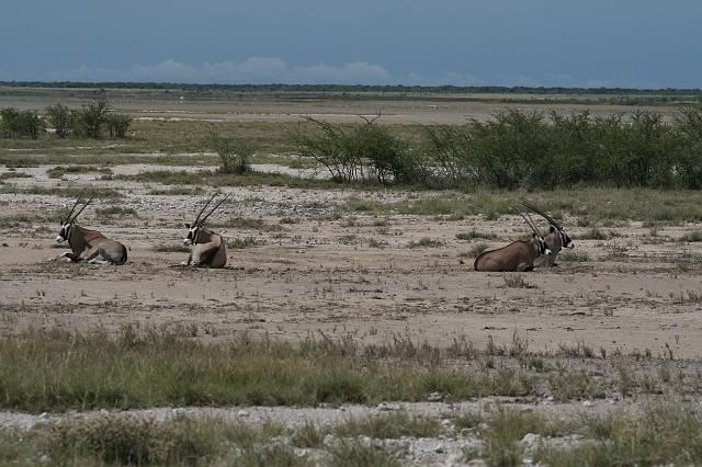 Namibia_2007_441_slr_20070329_57.jpg - Etosha Park Oryx
