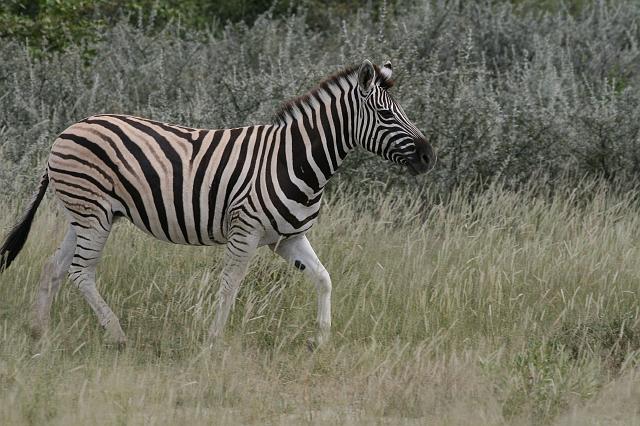 Namibia_2007_449_slr_20070329_65.jpg - Etosha Park Zebra