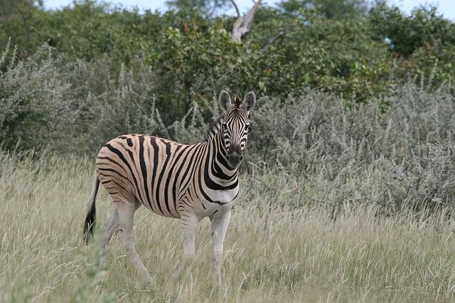 Namibia_2007_450_slr_20070329_66.jpg - Etosha Park Zebra