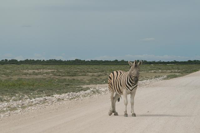Namibia_2007_457_slr_20070329_73.jpg - Etosha Park Zebra
