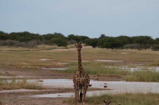 Namibia_2007_474_slr_20070329_90.jpg - Etosha Park Giraffe