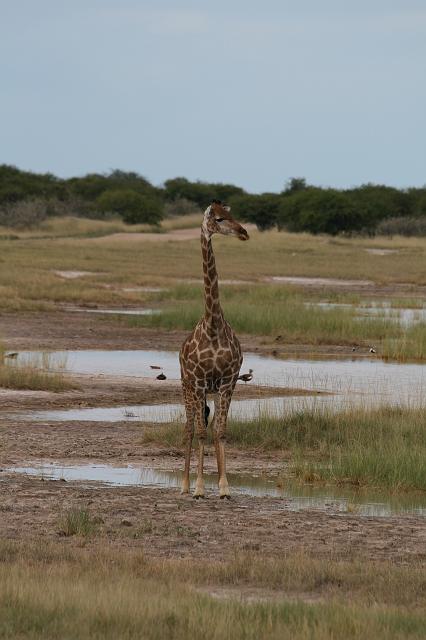 Namibia_2007_475_slr_20070329_91.jpg - Etosha Park Giraffe