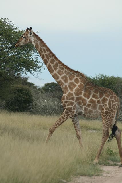 Namibia_2007_476_slr_20070329_92.jpg - Etosha Park Giraffe