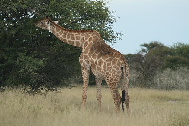 Namibia_2007_477_slr_20070329_93.jpg - Etosha Park Giraffe