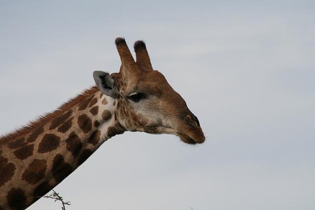 Namibia_2007_478_slr_20070329_94.jpg - Etosha Park Giraffe