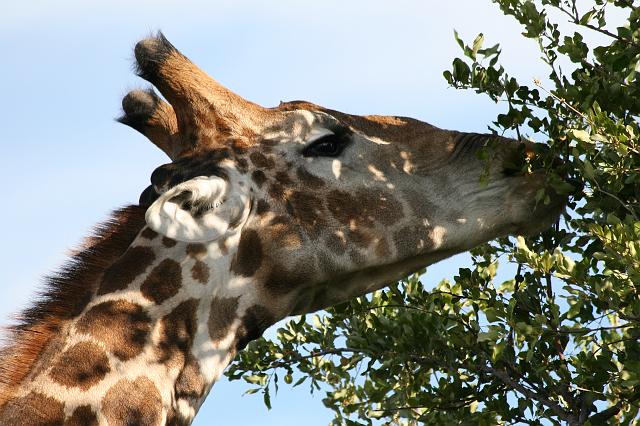 Namibia_2007_480_slr_20070329_96.jpg - Etosha Park Giraffe