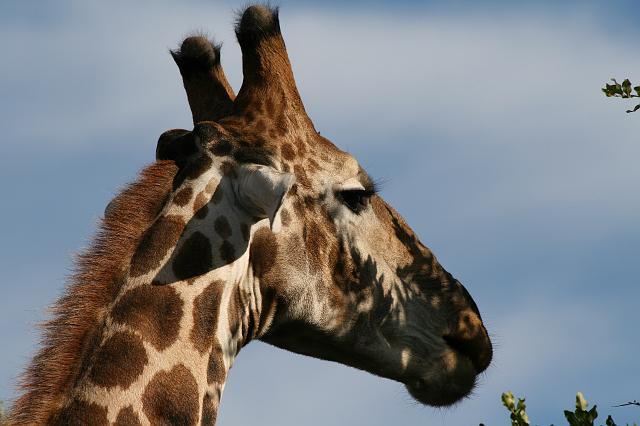Namibia_2007_481_slr_20070329_97.jpg - Etosha Park Giraffe