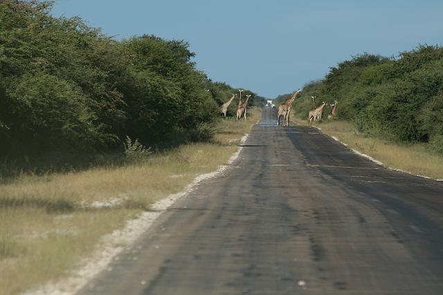Namibia_2007_482_slr_20070329_98.jpg - Etosha Park Strassenüberquerung der Giraffen