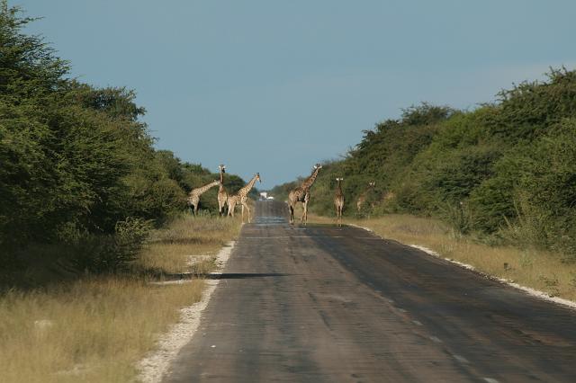 Namibia_2007_483_slr_20070329_99.jpg - Etosha Park Strassenüberquerung der Giraffen