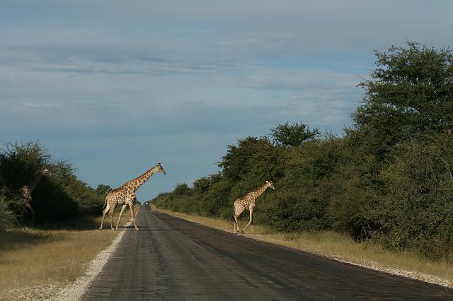 Namibia_2007_484_slr_20070329_99a.jpg - Etosha Park Strassenüberquerung der Giraffen