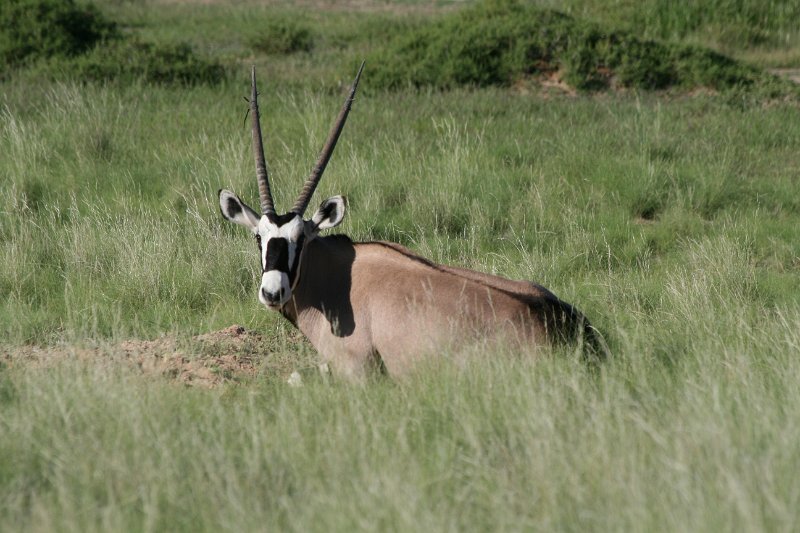 Namibia_2009_039_slr_2009-03-11_031.jpg - Kalahari Anib Lodge Oryx