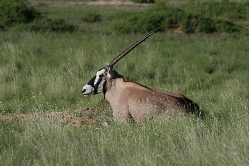 Namibia_2009_040_slr_2009-03-11_032.jpg - Kalahari Anib Lodge Oryx