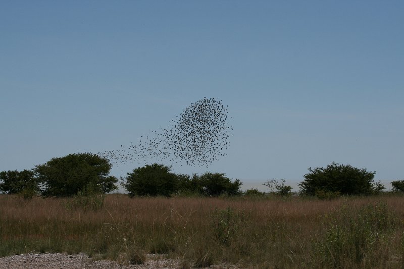 Namibia_2009_501_slr_2009-03-21_016.jpg - Etosha Park Vogelschwarm