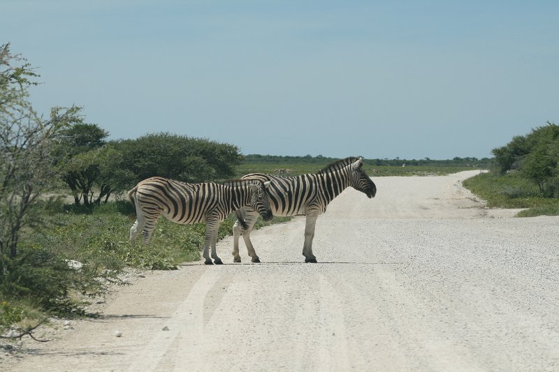 Namibia_2009_507_slr_2009-03-21_022.jpg - Etosha Park Zebra