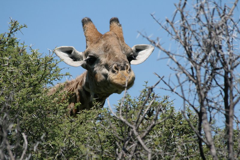 Namibia_2009_510_slr_2009-03-21_025.jpg - Etosha Park Giraffe