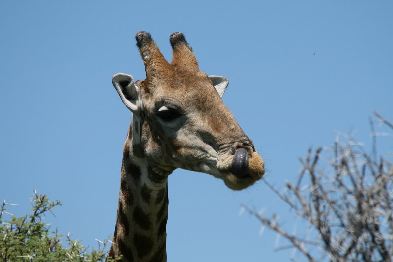 Namibia_2009_511_slr_2009-03-21_026.jpg - Etosha Park Giraffe