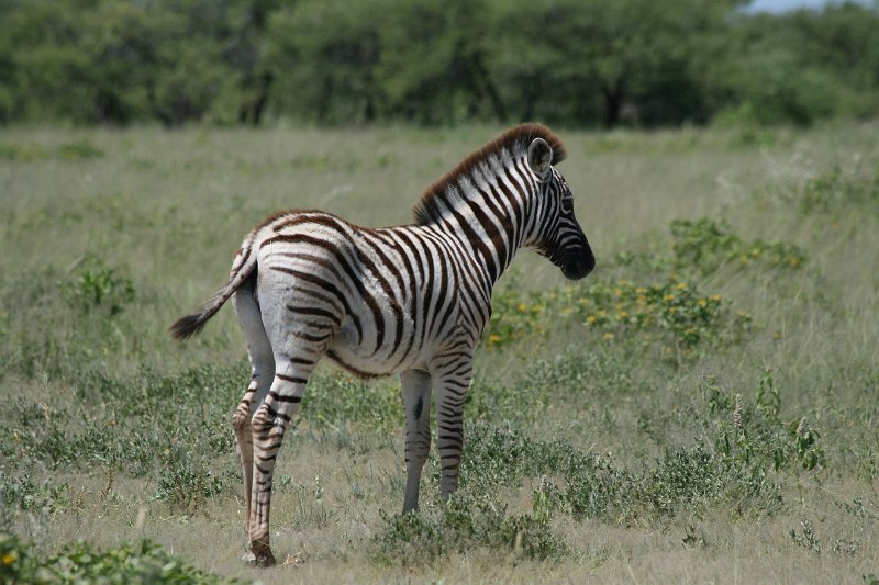 Namibia_2009_512_slr_2009-03-21_027.jpg - Etosha Park Zebra