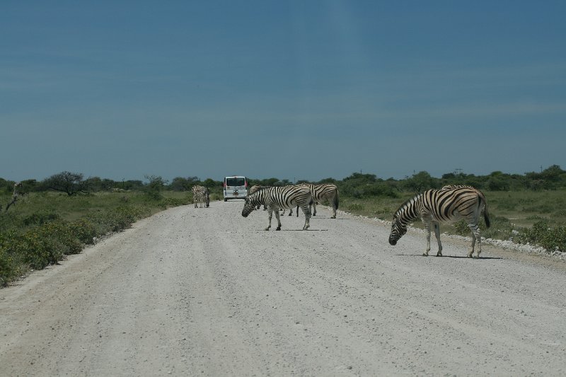 Namibia_2009_513_slr_2009-03-21_028.jpg - Etosha Park Zebra