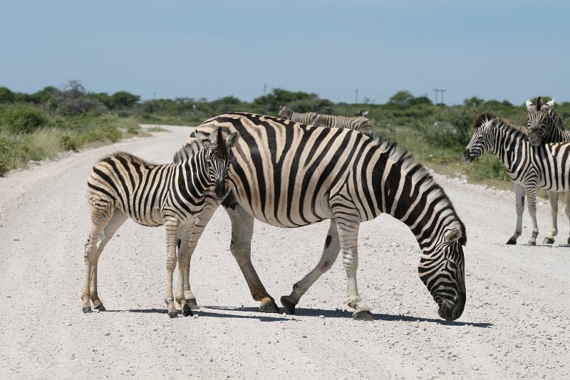 Namibia_2009_514_slr_2009-03-21_029.jpg - Etosha Park Zebra