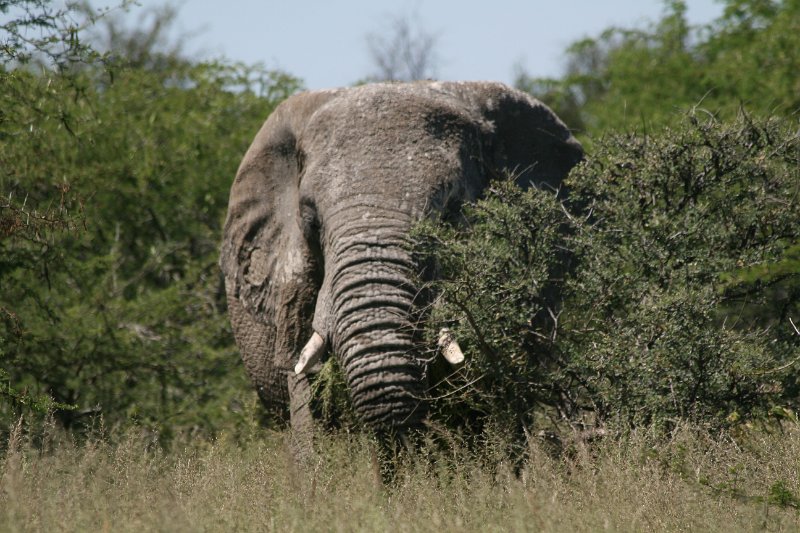 Namibia_2009_516_slr_2009-03-21_031.jpg - Etosha Park Elefanten