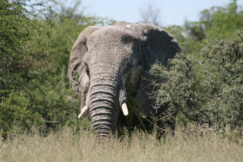 Namibia_2009_517_slr_2009-03-21_032.jpg - Etosha Park Elefanten