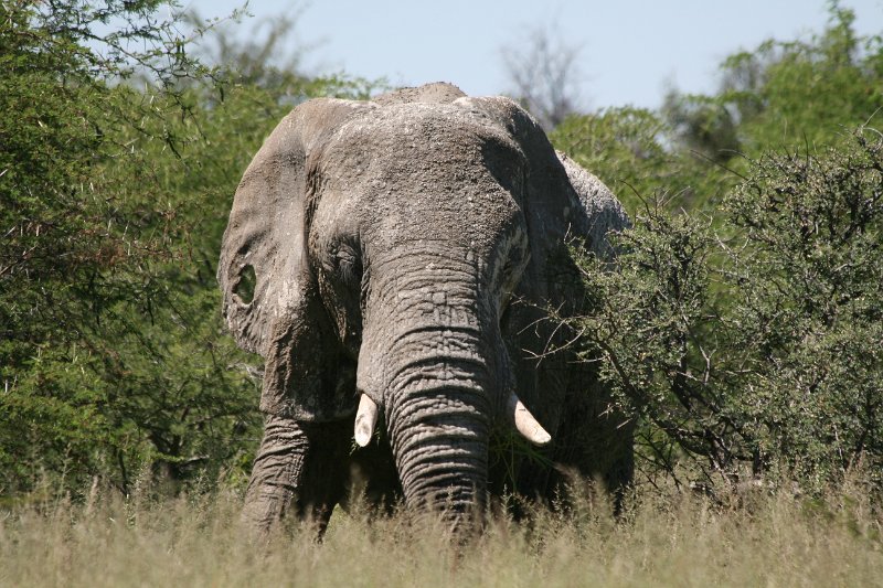 Namibia_2009_518_slr_2009-03-21_033.jpg - Etosha Park Elefanten