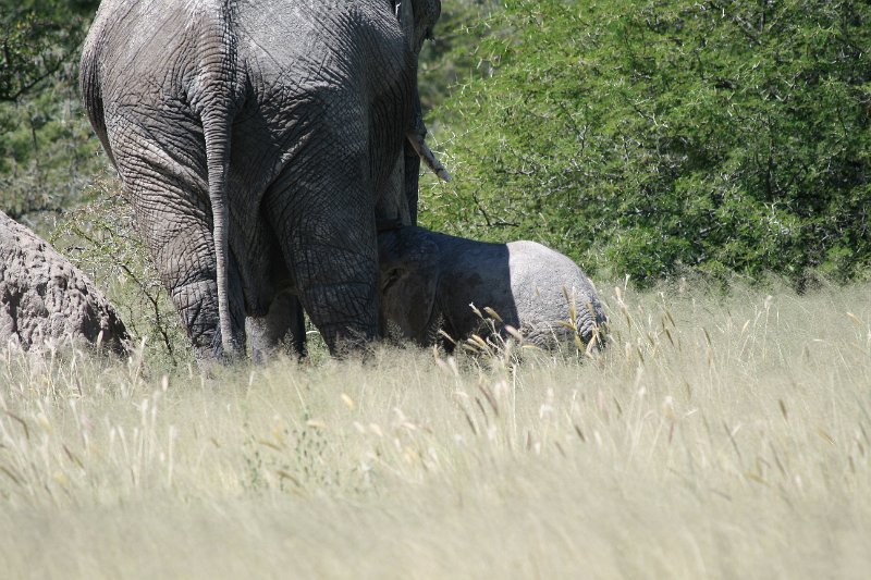 Namibia_2009_519_slr_2009-03-21_034.jpg - Etosha Park Elefanten