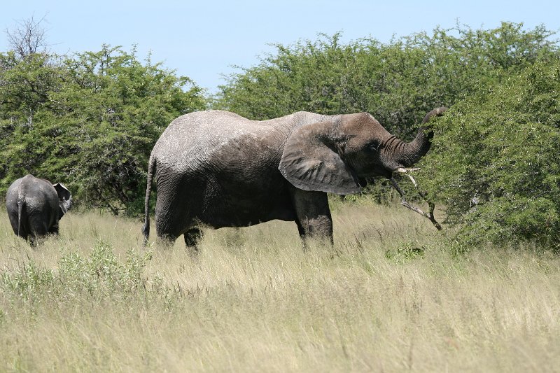 Namibia_2009_520_slr_2009-03-21_035.jpg - Etosha Park Elefanten