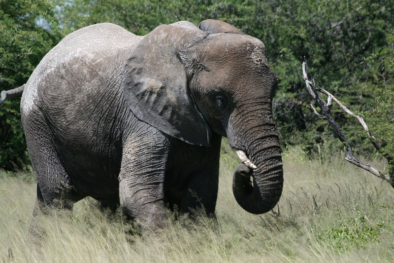 Namibia_2009_521_slr_2009-03-21_036.jpg - Etosha Park Elefanten