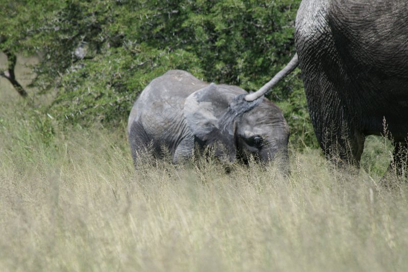 Namibia_2009_522_slr_2009-03-21_037.jpg - Etosha Park Elefanten