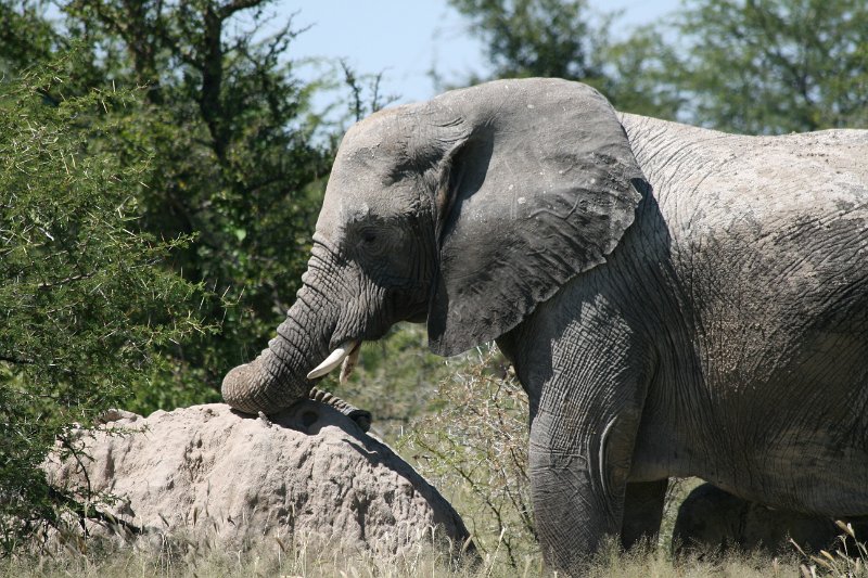 Namibia_2009_523_slr_2009-03-21_038.jpg - Etosha Park Elefanten