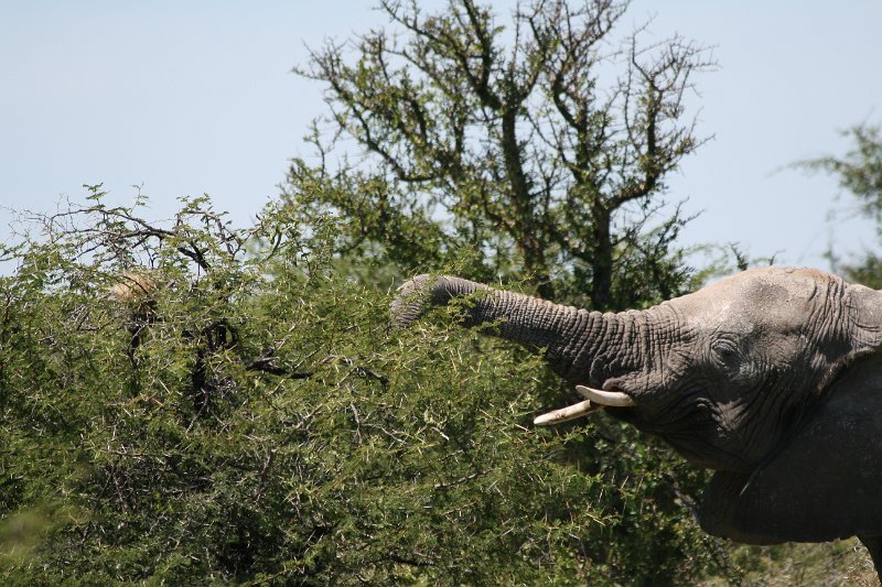 Namibia_2009_524_slr_2009-03-21_039.jpg - Etosha Park Elefanten