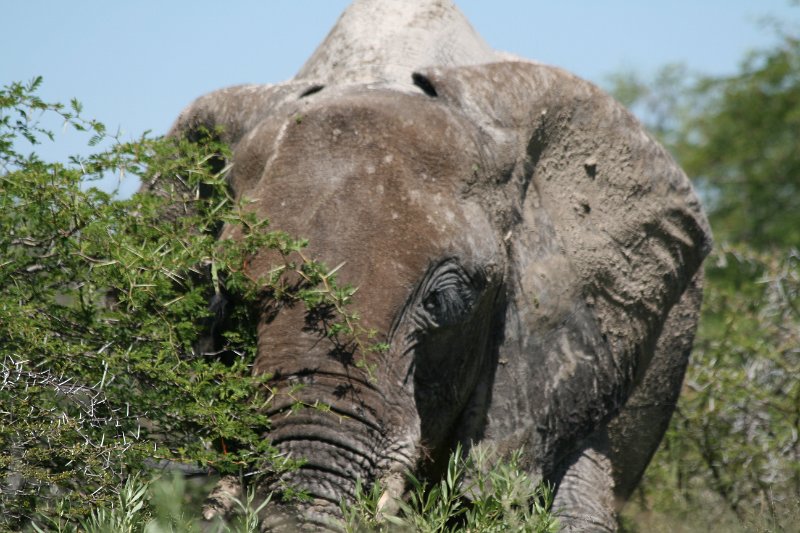 Namibia_2009_525_slr_2009-03-21_040.jpg - Etosha Park Elefanten